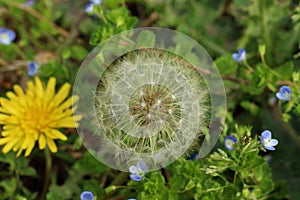 Ã¨âÂ²Ã¥â¦Â¬Ã¨â¹Â±Ã§â°Â¹Ã¥â â¢/Dandelion/close-up/seed photo